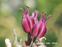 Attēlu rezultāti vaicājumam “Allium scorodoprasum fruit”