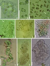 Attēlu rezultāti vaicājumam “Gloeocapsa rupestris”