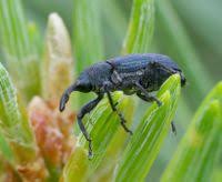 Attēlu rezultāti vaicājumam “Magdalis sp.”