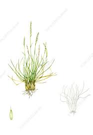 Attēlu rezultāti vaicājumam “Nardus stricta”