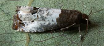 Attēlu rezultāti vaicājumam “Notocelia roborana”