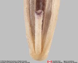 Attēlu rezultāti vaicājumam “Festuca rubra subsp. rubra”