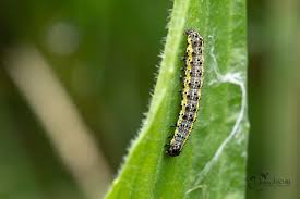 Attēlu rezultāti vaicājumam “Orthosia miniosa imago”