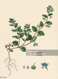 Attēlu rezultāti vaicājumam “Veronica agrestis”