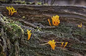 Attēlu rezultāti vaicājumam “Calocera viscosa”