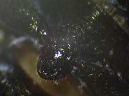 Attēlu rezultāti vaicājumam “Glischrochilus grandis”