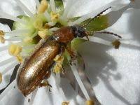 Attēlu rezultāti vaicājumam “Orsodacne cerasi”