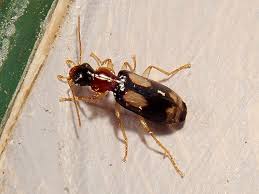 Attēlu rezultāti vaicājumam “Dromius quadrimaculatus”