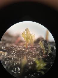 Attēlu rezultāti vaicājumam “Schistostega pennata”