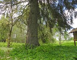 Attēlu rezultāti vaicājumam “Lycogala fuscoolearium young”