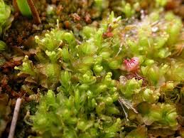 Attēlu rezultāti vaicājumam “Nowellia curvifolia sporophyte”