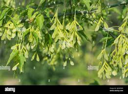 Attēlu rezultāti vaicājumam “Acer negundo fruit”