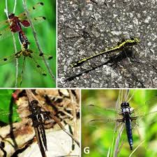 Attēlu rezultāti vaicājumam “Odonata”