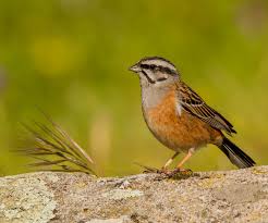 Image result for Emberiza cia