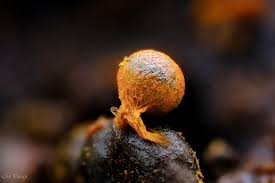 Attēlu rezultāti vaicājumam “Physarum psittacinum stalked”