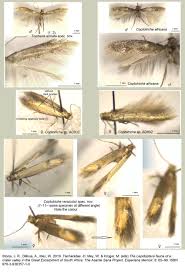 Attēlu rezultāti vaicājumam “Tischeriidae”