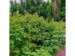 Attēlu rezultāti vaicājumam “Rubus idaeus”