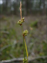 Attēlu rezultāti vaicājumam “Carex globularis”