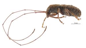 Attēlu rezultāti vaicājumam “Anthribidae”