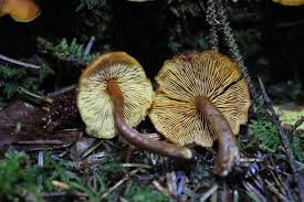 Attēlu rezultāti vaicājumam “Gymnopilus picreus”