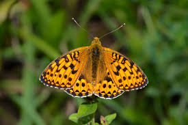 Attēlu rezultāti vaicājumam “Argynnis aglaja”