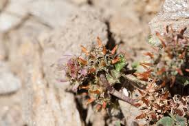 Attēlu rezultāti vaicājumam “Trifolium hybridum flower”