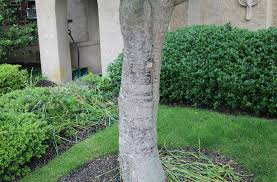 Attēlu rezultāti vaicājumam “Syringa reticulata subsp. amurensis”