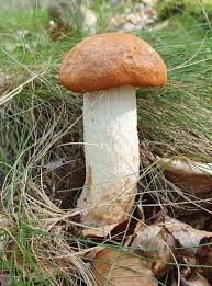 Attēlu rezultāti vaicājumam “Leccinum vulpinum”