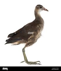 Attēlu rezultāti vaicājumam “Gallinula chloropus”