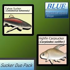 Image result for Carpiodes velifer