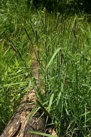 Attēlu rezultāti vaicājumam “Alopecurus aequalis leaf”