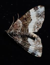 Attēlu rezultāti vaicājumam “Euphyia unangulata”