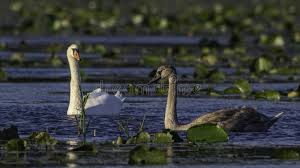 Attēlu rezultāti vaicājumam “Cygnus olor adult”