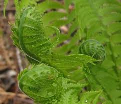Attēlu rezultāti vaicājumam “Matteuccia struthiopteris”