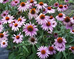 Image result for Echinacea purpurea