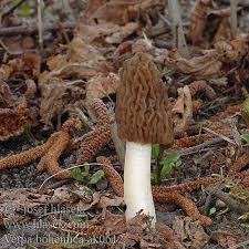 Attēlu rezultāti vaicājumam “Verpa bohemica”