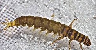 Attēlu rezultāti vaicājumam “Neckera complanata sporophyte”