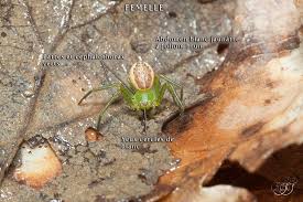 Attēlu rezultāti vaicājumam “Diaea dorsata”