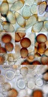 Attēlu rezultāti vaicājumam “Tranzschelia pruni-spinosae”