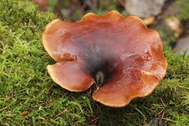 Attēlu rezultāti vaicājumam “Polyporus melanopus”