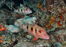 Image result for Pseudupeneus maculatus