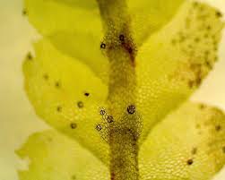 Attēlu rezultāti vaicājumam “Calypogeia sphagnicola”