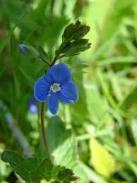 Attēlu rezultāti vaicājumam “Veronica chamaedrys bud”