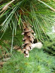 Image result for Pinus cembra