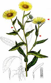 Attēlu rezultāti vaicājumam “Inula britannica”