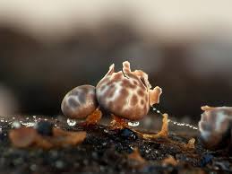 Attēlu rezultāti vaicājumam “Diderma floriforme macro”