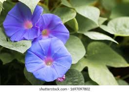 Image result for Prunkwinde