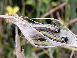 Attēlu rezultāti vaicājumam “Evergestis extimalis”