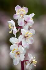 Attēlu rezultāti vaicājumam “Pyrolaceae”