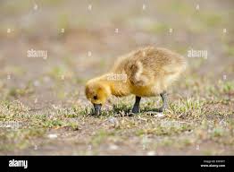 Attēlu rezultāti vaicājumam “Anser anser juvenile”